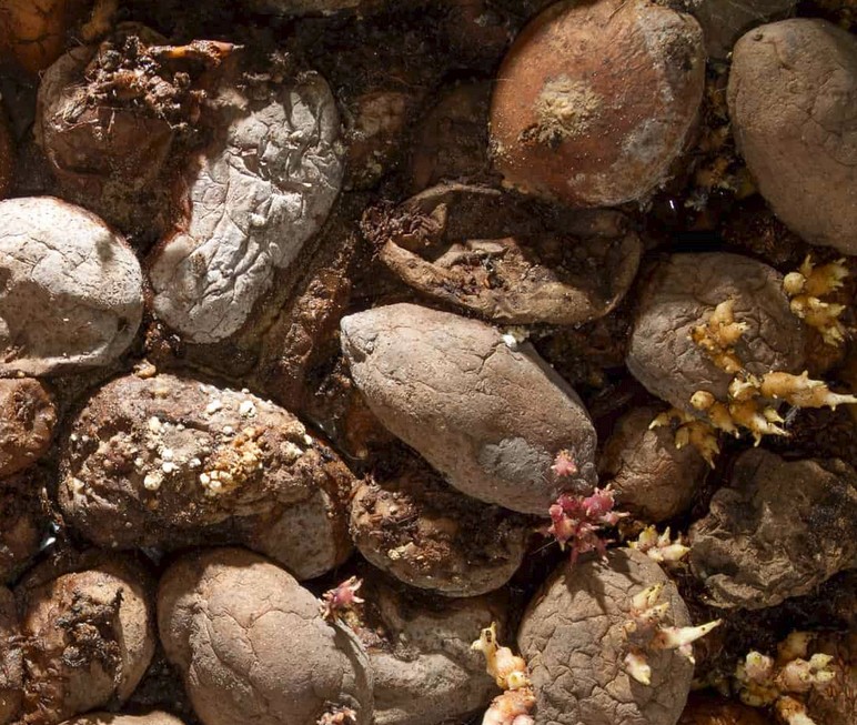 Mehr über den Artikel erfahren Grumbiere ned newe de Zwiwwele